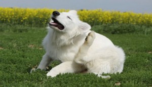 Клещи у собак